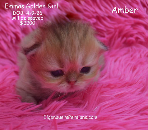 Persians for sale, goldens, blue goldens,silvers, persians for sale near me.