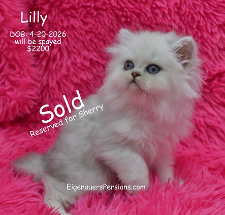 Persian Cats, Persian kittens for sale near me, dollface persian kittens, cutiest persian kittens for sale, white persian kittens for sale, cat pkd fivfelv, rare persian kittens for sale.
