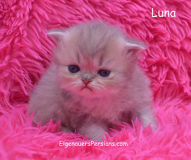 Persians for sale, goldens, blue goldens,silvers, persians for sale near me.