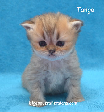 Persians for sale, goldens, blue goldens,silvers, persians for sale near me.