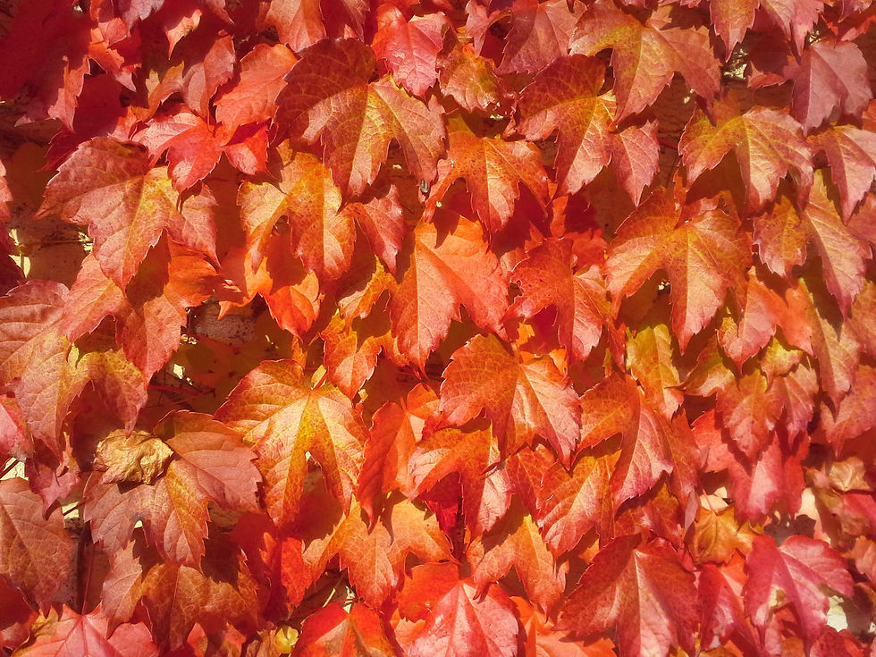klimop herfst