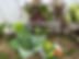 Door County Master Gardener grown produce for a local food pantry