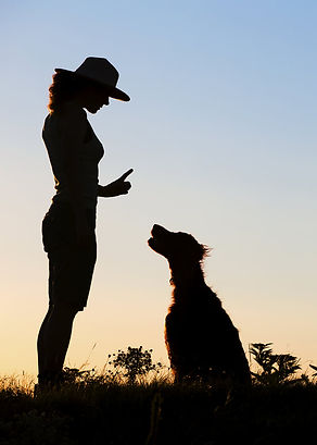 training_orig.jpg