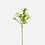 Thumbnail: RANUNCULUS