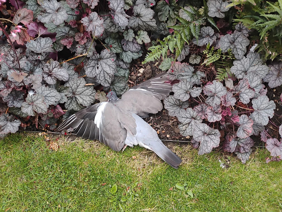 A pigeon hit by a catapult
