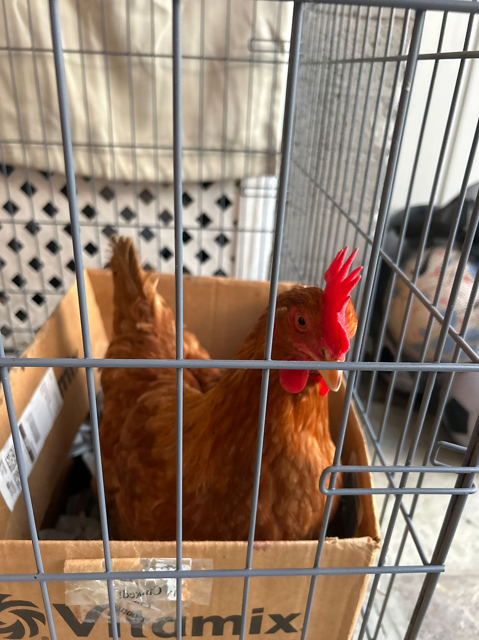 (4日間生活をともにしたMs. Chiken)