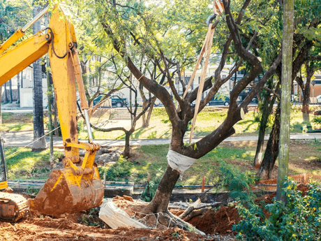 How to Tell If a Tree Is Protected in the ACT?