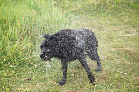 Shaking Dog