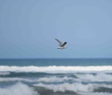 Seagull in flight