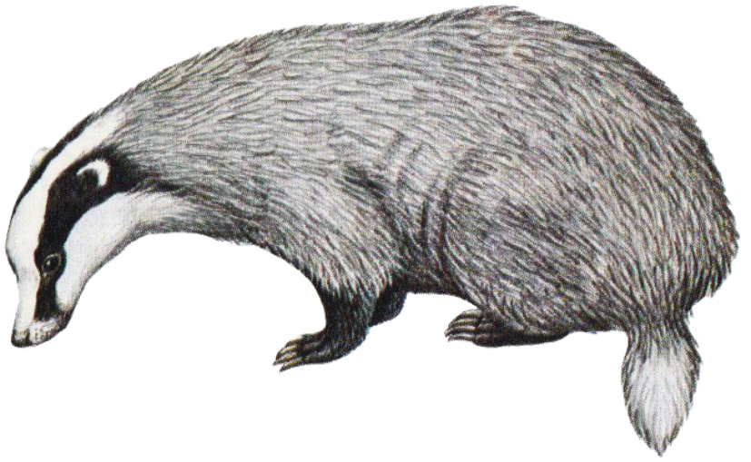 badger.png