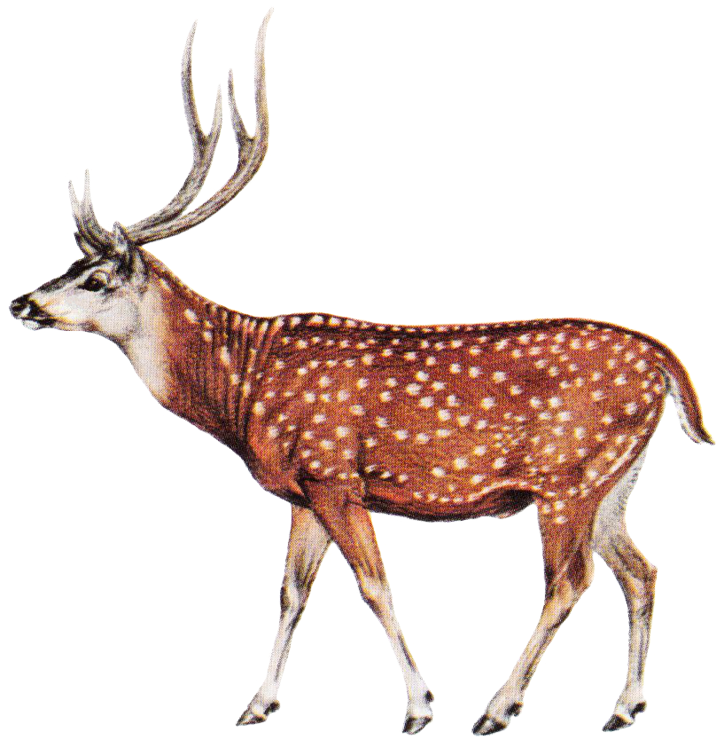 deer_spotted_edited.png