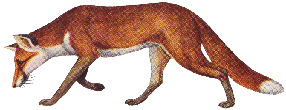 fox2.png