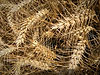 IMG_8922.jpeg