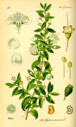 Native Plant Medicine