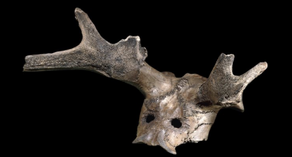 Star Carr Antler Headress