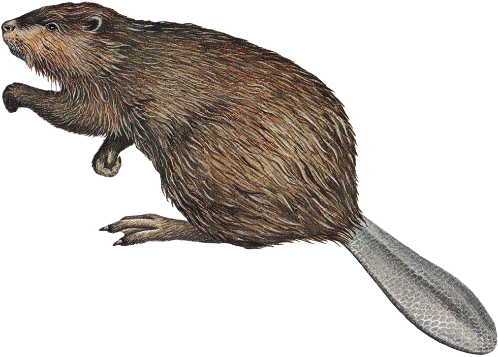 beaver.png