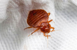 bedbugs.jpeg