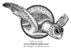 Tortue verte