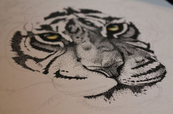 Work in Progress Tigre