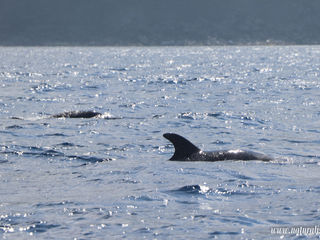 |12-07-2019 pm| Bottlenose dolphins and Sperm whales in the North of Faial