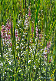 Blossoms in the Reeds