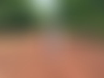 Spectacled Flying-fox camp located near Lockhart River