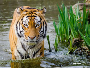 שיחה עם הנמר שבכלוב על חופש