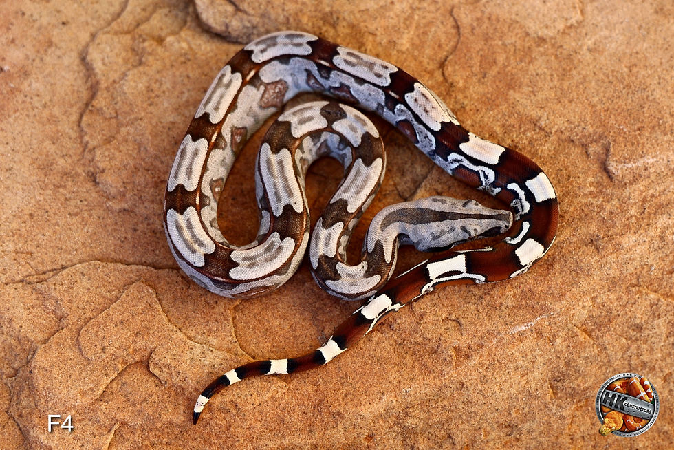 F4 "Parsons" (Holdback)