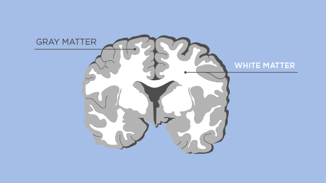 OCD: Exploring the Biological Causes