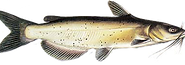 Guide au doré