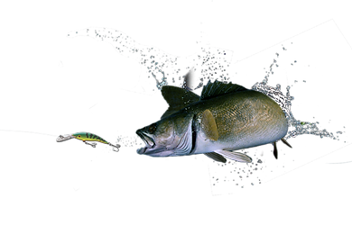 les aventures du st-laurent