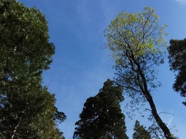 Daniel 7:1-28 • Daniel's Dream and Visions of Four Beasts