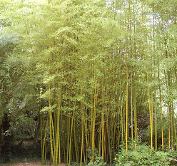 phyllostachys-pubescens.jpg