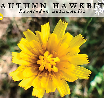 Autumn Hawkbit Flower Essence by the Manifestory.png