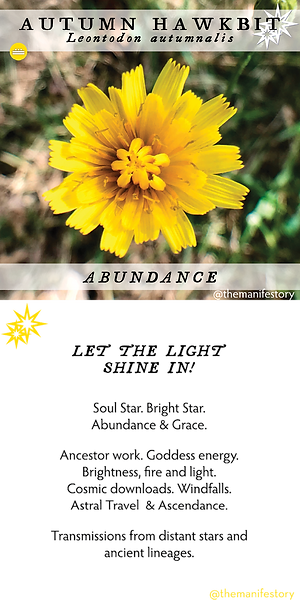 Autumn Hawkbit Flower Essence by the Manifestory.png