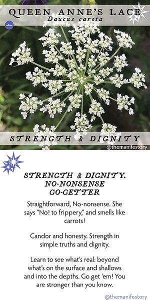 Queen Anne's Lace Flower Essence by The Manifestory.png