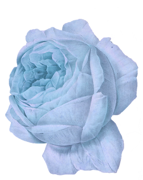 blue-rose.png