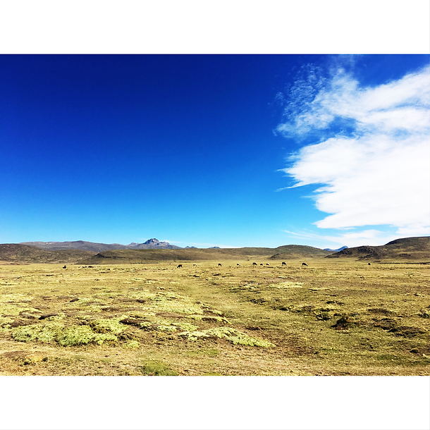 LIVICHUCO-PAISAJE (1).PNG