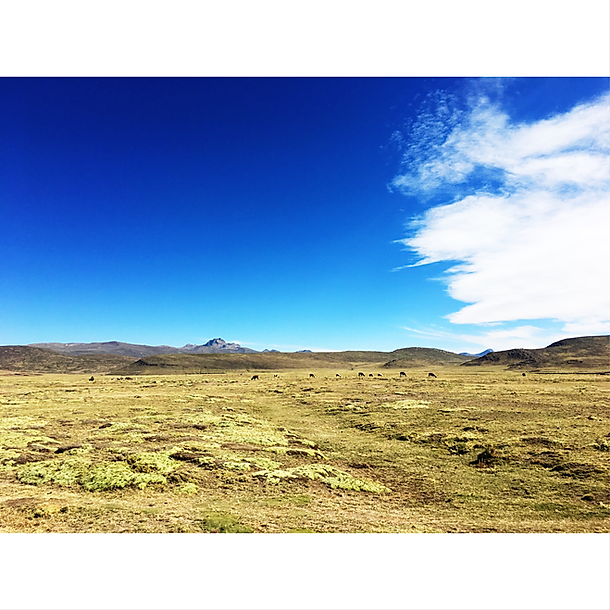 LIVICHUCO-PAISAJE (1).PNG