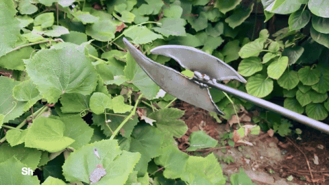 [372|📹] Rosa Spear