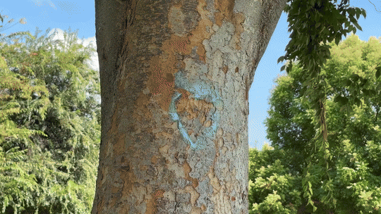 [0588|🎵📹] For Rosa