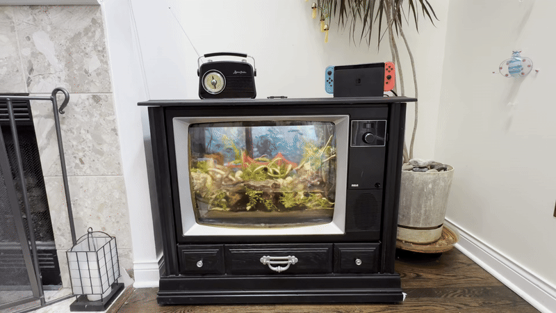 [115|📹] Antique TV Paludarium