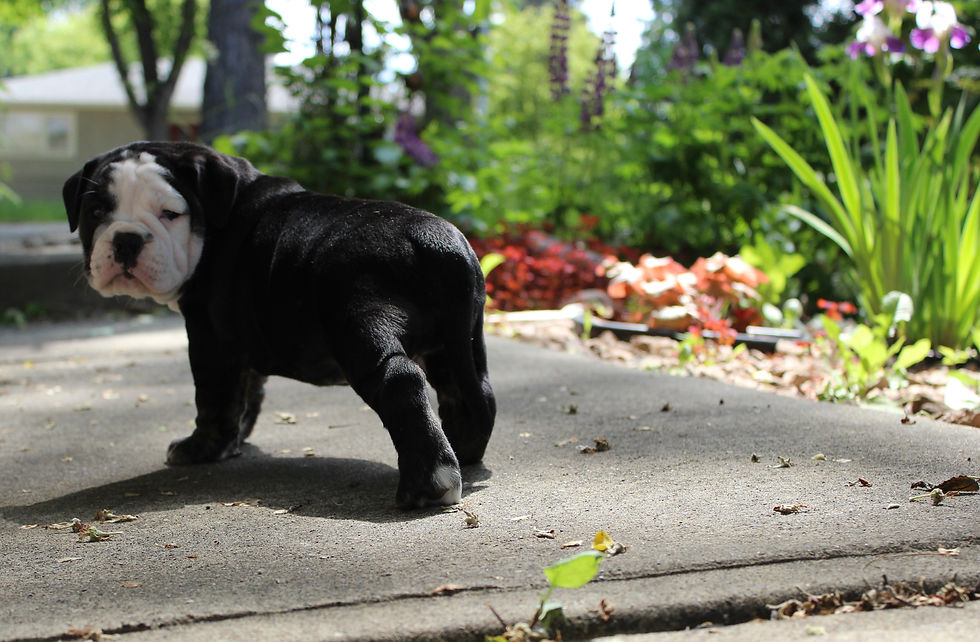 Meet Domino!
