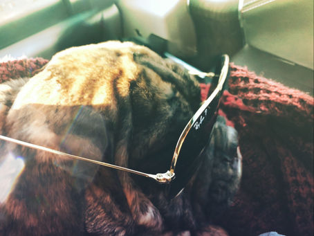 Pups on the Road Again