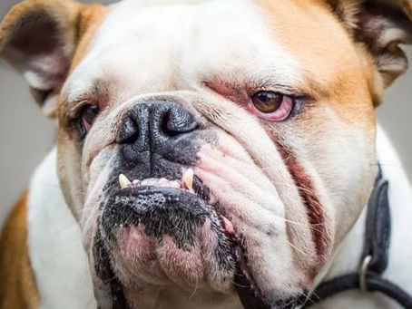 What in the world is Distichiasis