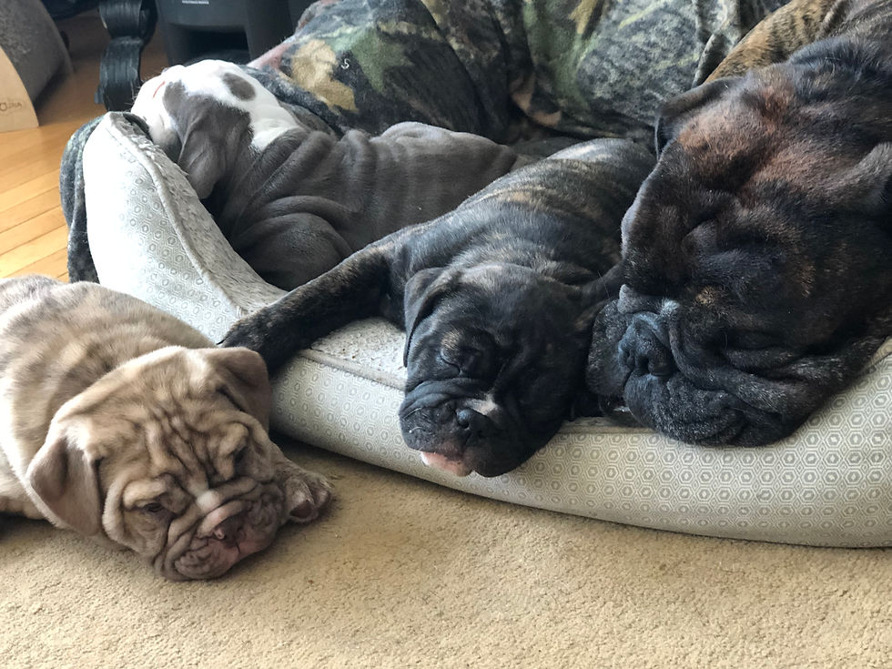 Bundle of pups with Papa