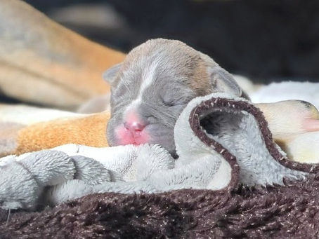 Puppy Update - Week 1 Complete