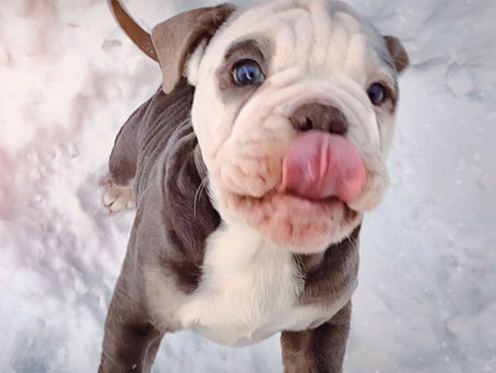 Check out one of our good friends, K9 Kris