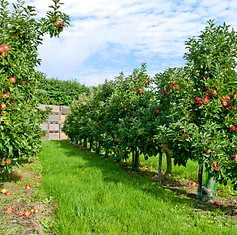 apple trees.jpg