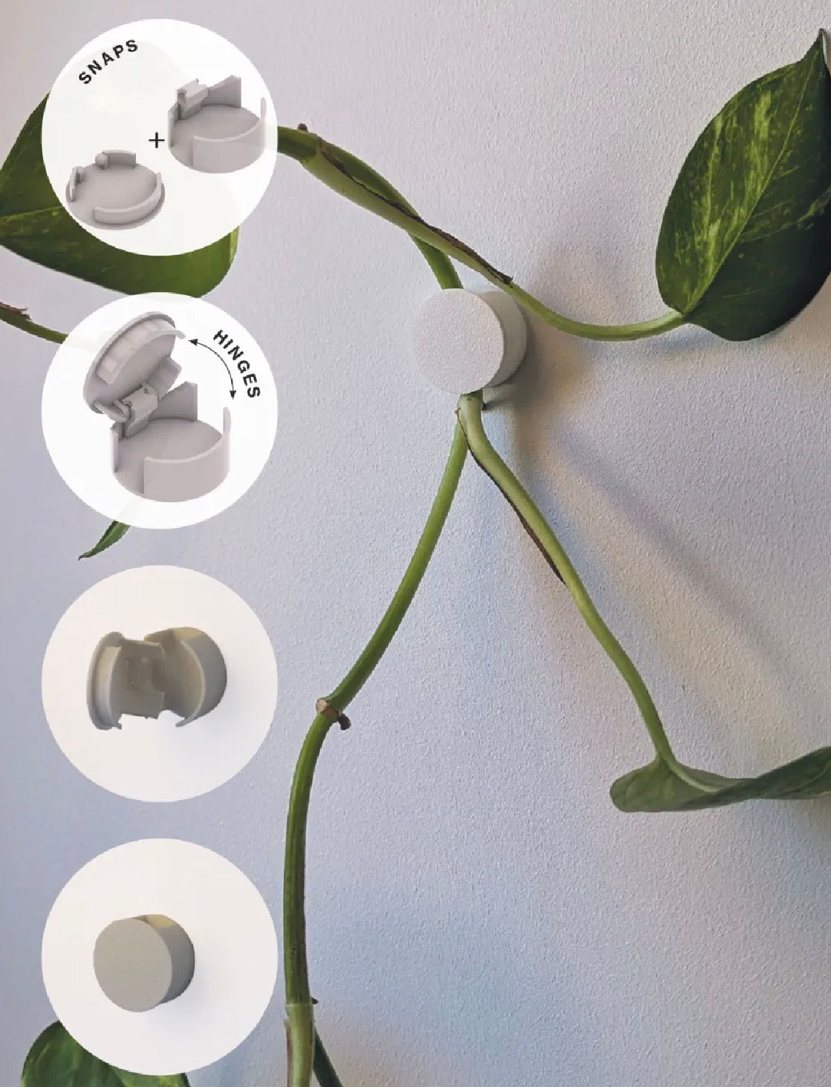 Fixation murale plante grimpantes 
